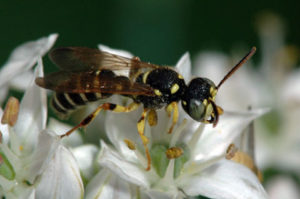 Solitary Wasp